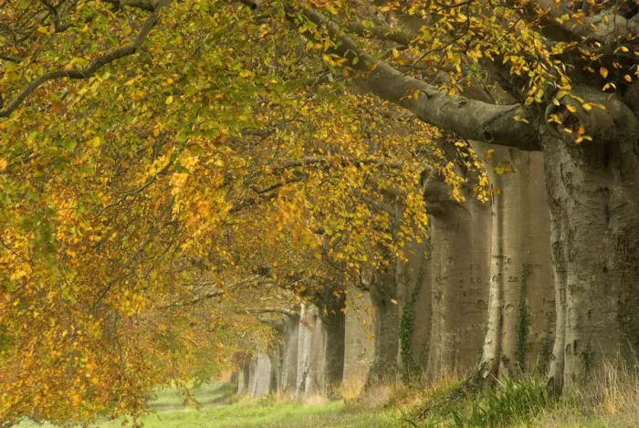 Framed Print : Beech Avenue near Kingston Lacy, Wimborne, Dorset UK, November 2008 Framed Print : Beech Avenue near Kingston Lacy, Wimborne, Dorset UK, November 2008