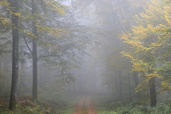 Beech (Fagus) forest in autumn. Vosges mountain, France, October