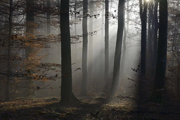 Beech (fagus) forest in autumn. Vosges mountain, France, October