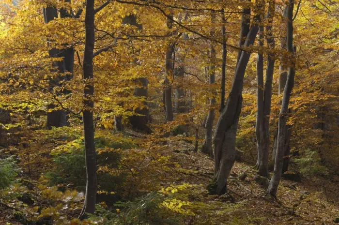 Framed Print : Beech (Fagus sp) forest in autumn, Piatra Craiului National Park, Transylvania, Southern Framed Print : Beech (Fagus sp) forest in autumn, Piatra Craiului National Park, Transylvania, Southern