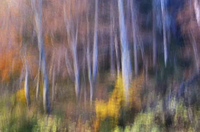 Framed Print : Beech (Fagus sp) forest in autumn, soft focus, Piatra Craiului National Park, Transylvania Framed Print : Beech (Fagus sp) forest in autumn, soft focus, Piatra Craiului National Park, Transylvania