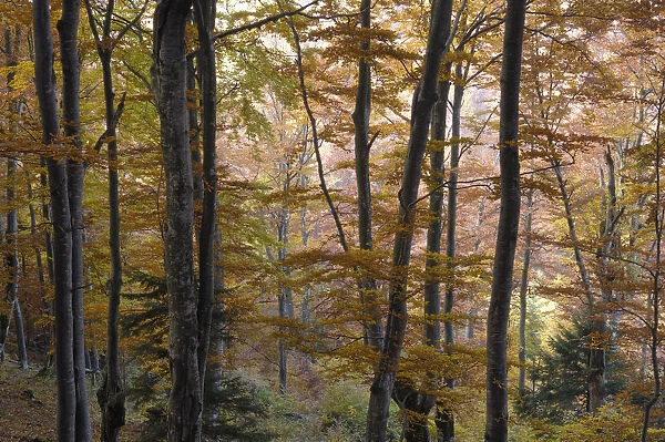 Beech (Fagus sp) forest in autumn, Piatra Craiului National Park, Transylvania, Southern