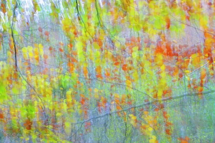 Framed Print : Beech (Fagus sp. ) trees in autumn, Saja Natural Park, Cantabria, Spain. November Framed Print : Beech (Fagus sp. ) trees in autumn, Saja Natural Park, Cantabria, Spain. November