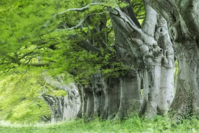 Framed Print : Beech (Fagus sylvatica) avenue, Kingston Lacy, Wimborne, Dorset, England, UK. May 2013 Framed Print : Beech (Fagus sylvatica) avenue, Kingston Lacy, Wimborne, Dorset, England, UK. May 2013