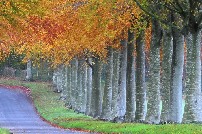 Framed Print : Beech (Fagus sylvatica) avenue in autumn on approach to Moor Crichel, Dorset, UK. November, 2022 Framed Print : Beech (Fagus sylvatica) avenue in autumn on approach to Moor Crichel, Dorset, UK. November, 2022
