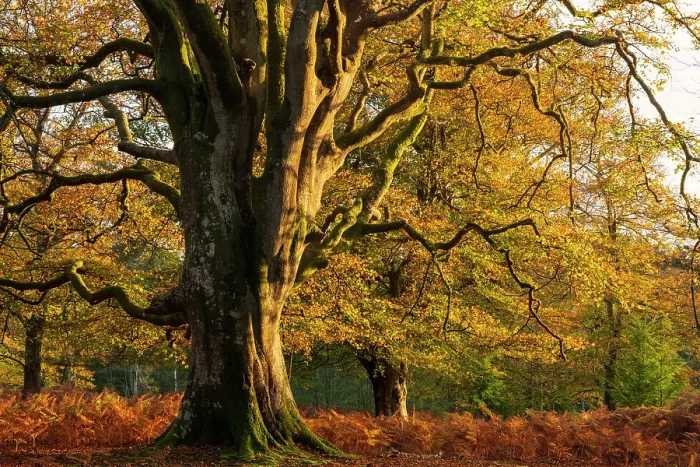 Framed Print : Beech (Fagus sylvatica), large tree amongst Bracken (Pteridium aquilinum). Bolderwood, New Forest National Park, Hampshire, England, UK. October 2020 Framed Print : Beech (Fagus sylvatica), large tree amongst Bracken (Pteridium aquilinum). Bolderwood, New Forest National Park, Hampshire, England, UK. October 2020