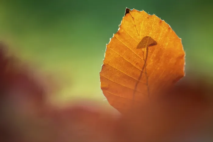 Framed Print : Beech (Fagus sylvatica) leaf and shadow of a small mushroom on the forest floor, Bolderwood, New Forest, Hampshire, UK. October Framed Print : Beech (Fagus sylvatica) leaf and shadow of a small mushroom on the forest floor, Bolderwood, New Forest, Hampshire, UK. October