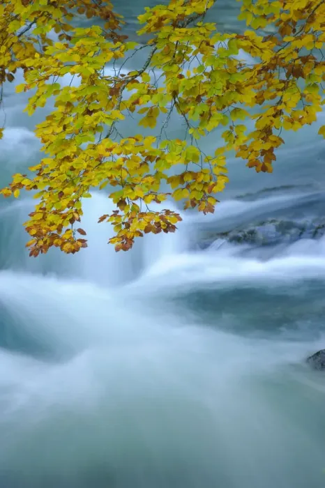 Framed Print : Beech (Fagus sylvatica) leaves overhanging Bellos River in Anisclo Canyon, Ordesa National Park Framed Print : Beech (Fagus sylvatica) leaves overhanging Bellos River in Anisclo Canyon, Ordesa National Park
