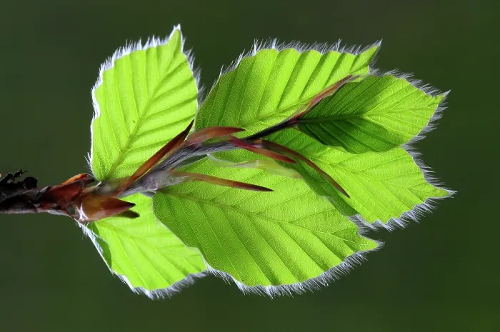 Framed Print : Beech (Fagus sylvatica) leaves in spring, Dorset, England, UK. May. Studio shot Framed Print : Beech (Fagus sylvatica) leaves in spring, Dorset, England, UK. May. Studio shot