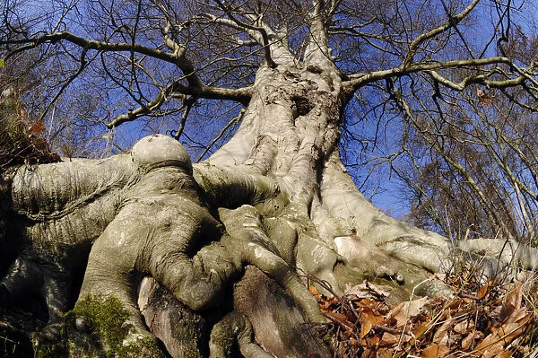 Beech (Fagus sylvatica) mature tree in winter, Paxton House Estate, Berwickshire