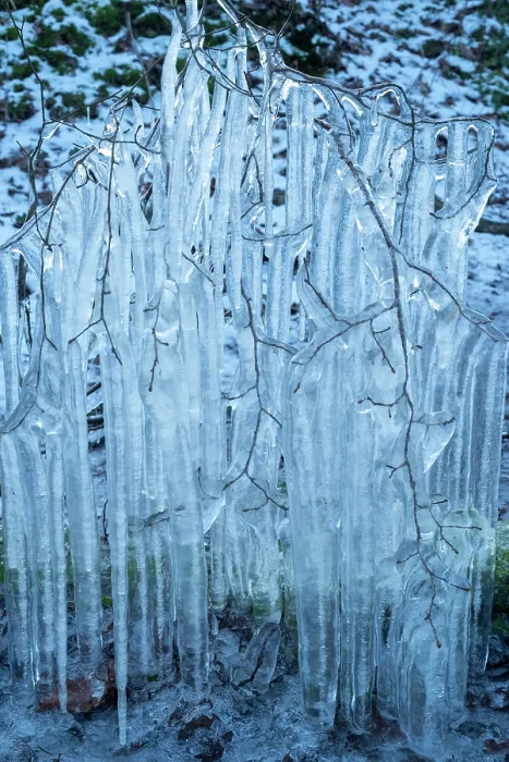 Framed Print : Beech (Fagus sylvatica) tree branches covered in ice from road surface water spray during winter storm, Surrey Hills AONB, Holmbury St Mary, Surrey, UK. February Framed Print : Beech (Fagus sylvatica) tree branches covered in ice from road surface water spray during winter storm, Surrey Hills AONB, Holmbury St Mary, Surrey, UK. February