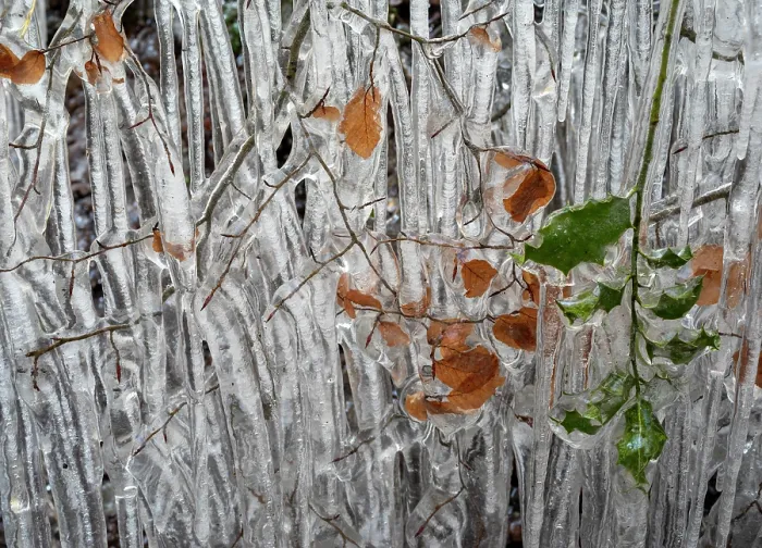 Framed Print : Beech (Fagus sylvatica) tree branches and leaves coated in ice from road surface water spray during winter storm, Holmbury St Mary, Surrey, UK. February, 2021