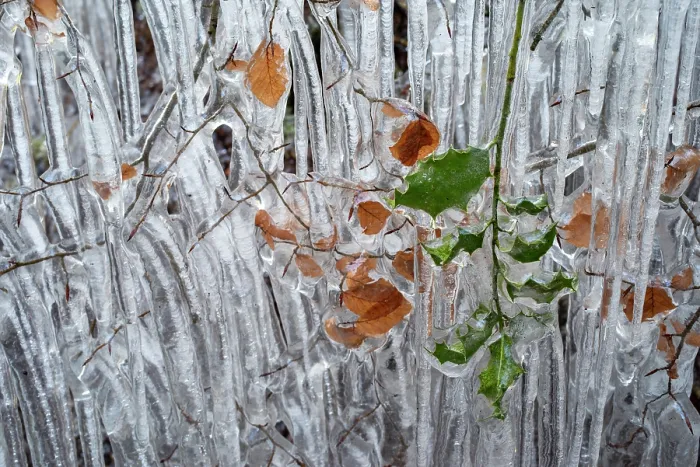 Framed Print : Beech (Fagus sylvatica) tree branches and leaves coated in ice from road surface water spray during winter storm, Holmbury St Mary, Surrey, UK. February
