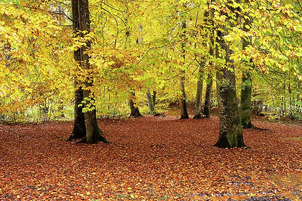 Beech (Fagus sylvatica) trees in autumn woodland, Upper Bavaria, Germany. October