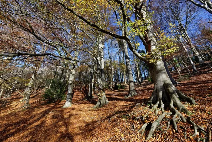 Framed Print : Beech (Fagus sylvatica) woodland in autumn, Rack Hill, Bybrook valley, near Castle Combe, Wiltshire, England, UK. November Framed Print : Beech (Fagus sylvatica) woodland in autumn, Rack Hill, Bybrook valley, near Castle Combe, Wiltshire, England, UK. November