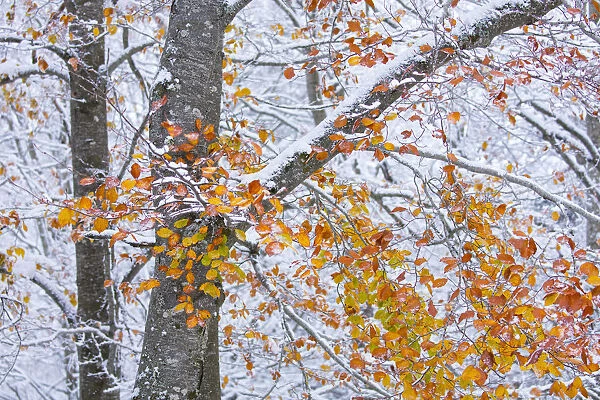 Beech (Fagus sylvatica) woodland with dusting of snow and autumn leaves on branch