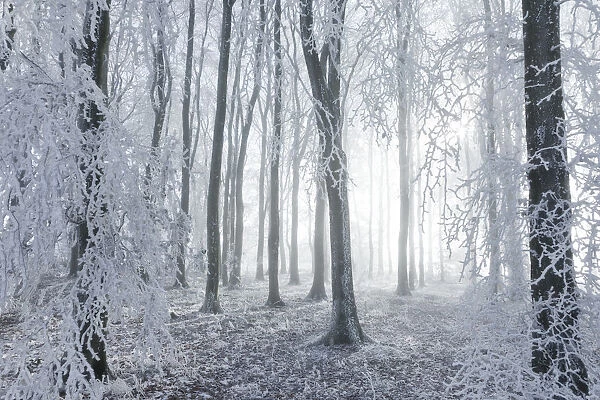Beech (Fagus sylvatica) woodland in hoar frost and winter mist. West Woods, Compton Abbas