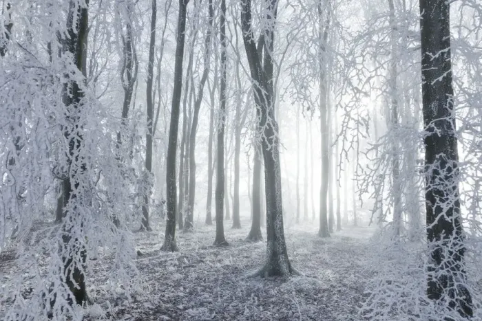Framed Print : Beech (Fagus sylvatica) woodland in hoar frost and winter mist. West Woods, Compton Abbas Framed Print : Beech (Fagus sylvatica) woodland in hoar frost and winter mist. West Woods, Compton Abbas