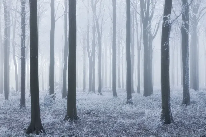 Framed Print : Beech (Fagus sylvatica) woodland in mist and frost. West Woods, Compton Abbas, Dorset Framed Print : Beech (Fagus sylvatica) woodland in mist and frost. West Woods, Compton Abbas, Dorset