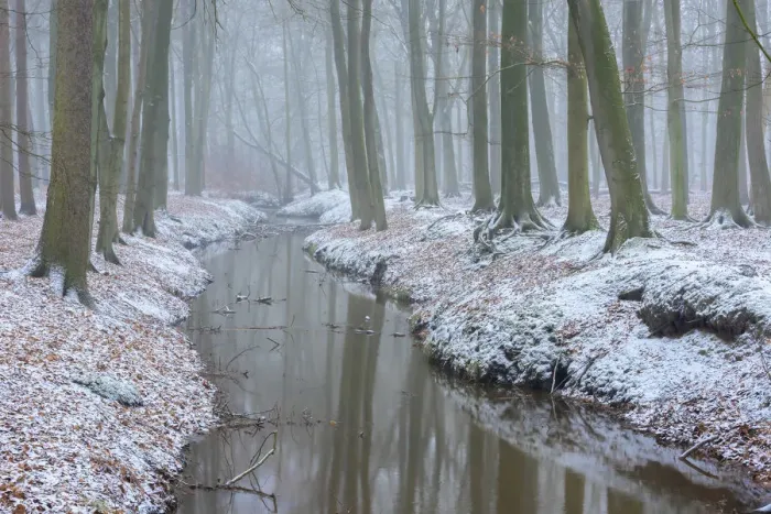 Framed Print : Beech (Fagus sylvatica) woodland reflected in stream, snow on banks Framed Print : Beech (Fagus sylvatica) woodland reflected in stream, snow on banks
