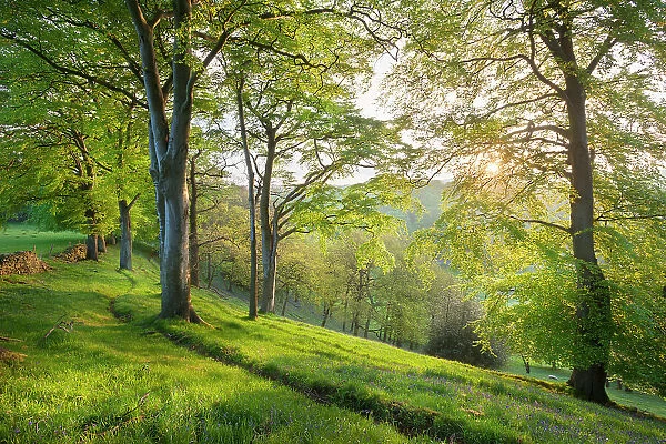 Beech (Fagus sylvatica) woodland in spring, at dawn, Peak District National Park, Cheshire, UK, May