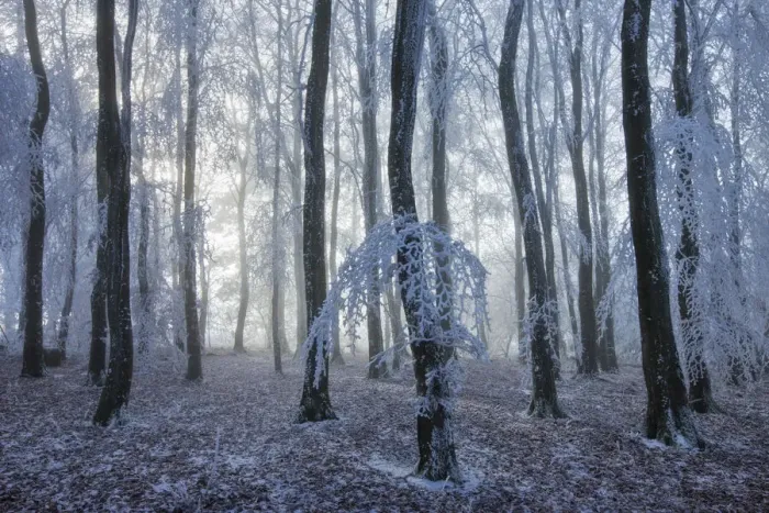 Framed Print : Beech (Fagus sylvatica) woodland trees covered with hoar frost. West Woods, Compton Abbas Framed Print : Beech (Fagus sylvatica) woodland trees covered with hoar frost. West Woods, Compton Abbas