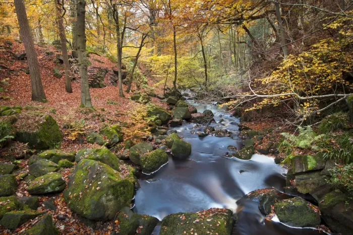 Framed Print : Beech (Fagus) woodland in autumn colours along Burbage Brook Framed Print : Beech (Fagus) woodland in autumn colours along Burbage Brook