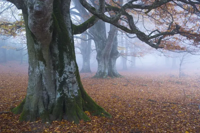 Framed Print : Beech forest (Fagus sylvatica), Urbasa Natural Park, Navarra, Spain, Europe. October 2015