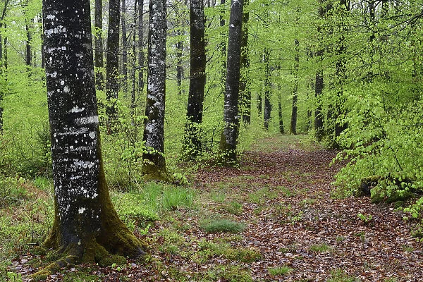 Beech forest (Fagus sylvatica) in spring, Vosges Mountain, France, May