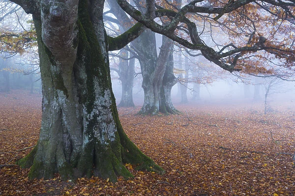 Beech forest (Fagus sylvatica), Urbasa Natural Park, Navarra, Spain, Europe. October 2015