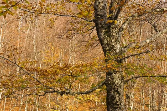 Framed Print : Beech forest Pollino National Park, Basilicata, Italy, November 2008 Framed Print : Beech forest Pollino National Park, Basilicata, Italy, November 2008