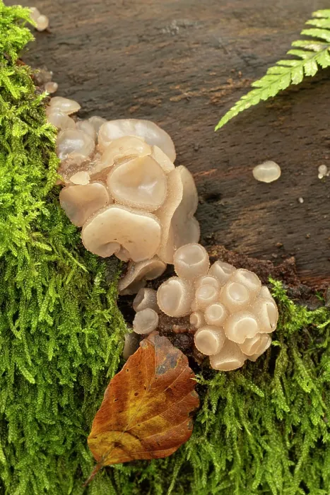 Framed Print : Beech jellydisc fungus (Neobulgaria pura) growing on Beech log, Surrey, England, UK. October Framed Print : Beech jellydisc fungus (Neobulgaria pura) growing on Beech log, Surrey, England, UK. October