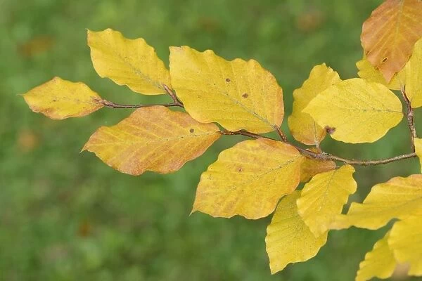 Beech leaves (Fagus sylvatica) in autumn, Wiltshire, UK, September