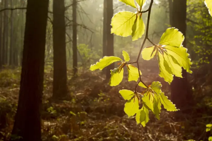 Framed Print : Beech leaves (Fagus sylvatica) backlit at dawn with forest in background, The National Forest Framed Print : Beech leaves (Fagus sylvatica) backlit at dawn with forest in background, The National Forest