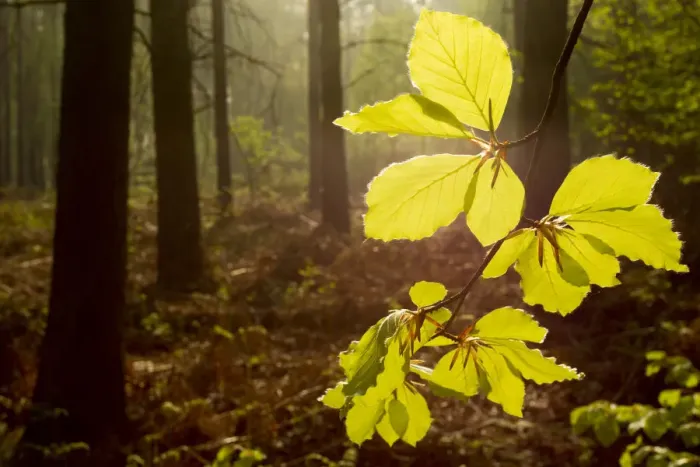 Framed Print : Beech leaves (Fagus sylvatica) backlit at dawn with forest in background, The National Forest Framed Print : Beech leaves (Fagus sylvatica) backlit at dawn with forest in background, The National Forest