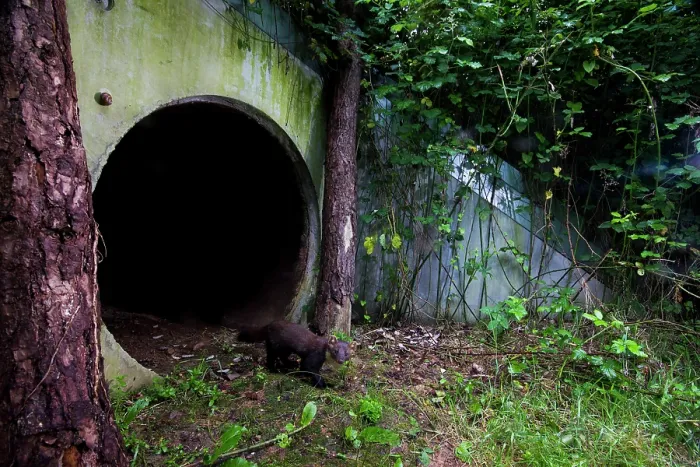Framed Print : Beech marten (Martes foina) exiting a wildlife underpass below the A89 highway, Loire, France. June. Camera trap image Framed Print : Beech marten (Martes foina) exiting a wildlife underpass below the A89 highway, Loire, France. June. Camera trap image