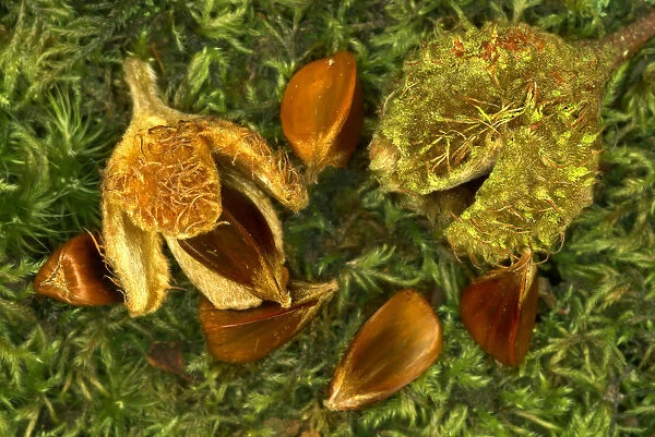 Beech nuts and beechmast of European beech tree {Fagus sylvatica} Dorset, UK, September