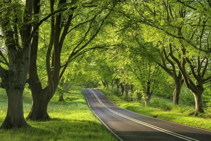 Framed Print : Beech tree (Fagus sylvatica) avenue with road, Kingston Lacy, Dorset, UK. May Framed Print : Beech tree (Fagus sylvatica) avenue with road, Kingston Lacy, Dorset, UK. May