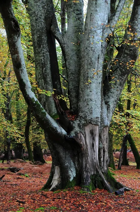 Framed Print : Beech tree (Fagus sylvatica) in woodland, Bolderwood Ornamental Drive, New Forest National Park, Hampshire, November Framed Print : Beech tree (Fagus sylvatica) in woodland, Bolderwood Ornamental Drive, New Forest National Park, Hampshire, November