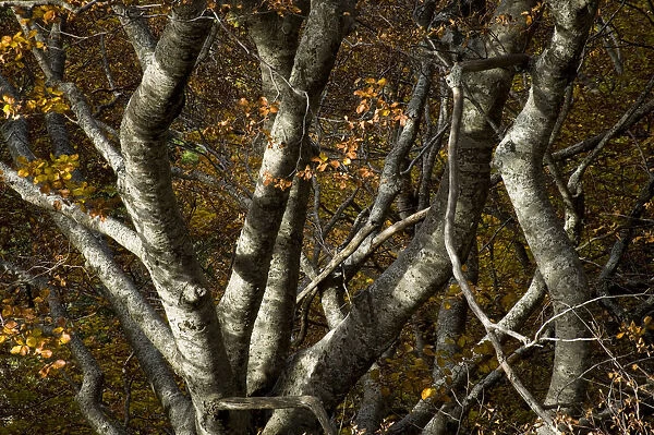 Beech trees (Fagus sylvatica) in autumn, Valia Calda, Pindos NP, Pindos Mountains