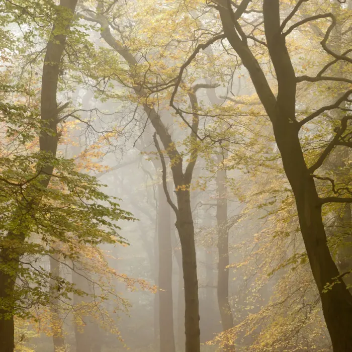 Framed Print : Beech trees (Fagus sylvatica) in autumn mist, Beacon Hill Country Park, The National Forest Framed Print : Beech trees (Fagus sylvatica) in autumn mist, Beacon Hill Country Park, The National Forest