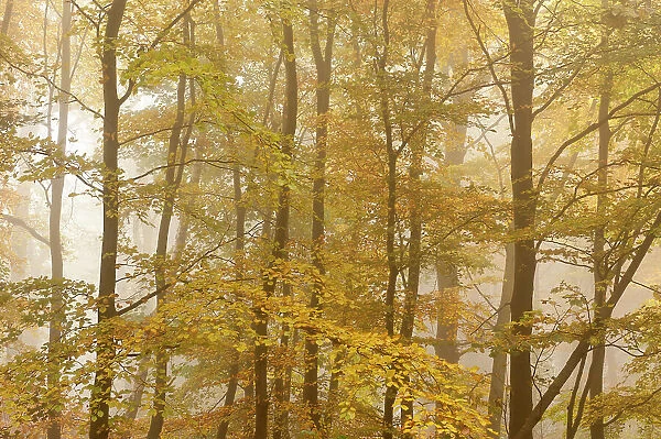 Beech trees (Fagus sylvatica) in autumn mist, Beacon Hill Country Park, The National Forest, Leicestershire, UK, October 2010