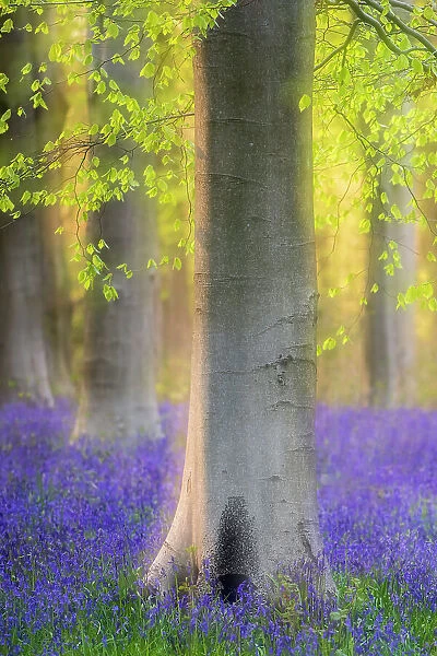 Beech trees (Fagus sylvatica) and English bluebells (Hyacinthoides non-scripta) soft focus, West Wood, near Marlborough, Wiltshire, UK. May 2021