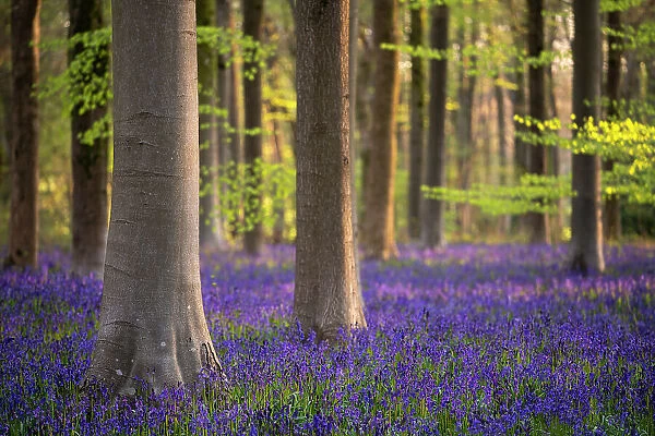 Beech trees (Fagus sylvatica) and English bluebells (Hyacinthoides non-scripta). Early morning light. West Wood, nr Marlborough, Wiltshire, UK. May 2021