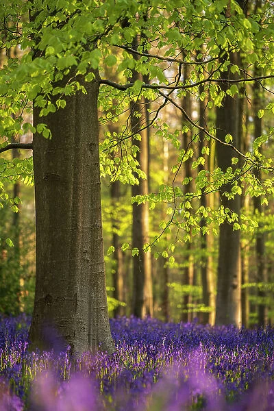 Beech trees (Fagus sylvatica) and english bluebells (Hyacinthoides non-scripta). Early mornig light. West Wood, nr Marlborough, Wiltshire, UK. May 2021