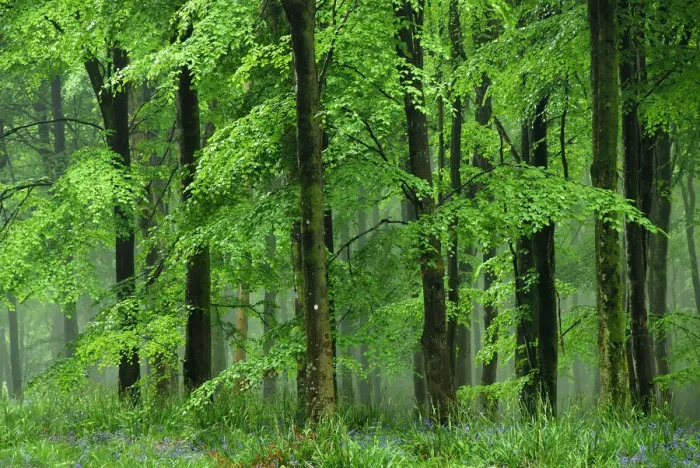 Framed Print : Beech trees (Fagus sylvatica) in heavy rain. Dorset, UK, May 2011 Framed Print : Beech trees (Fagus sylvatica) in heavy rain. Dorset, UK, May 2011
