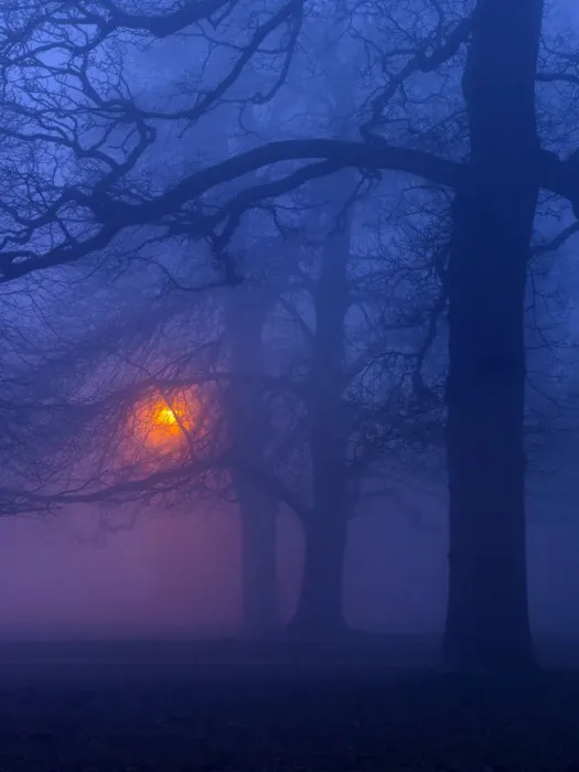 Framed Print : Beech trees (Fagus sylvatica) at night in winter, with lamp post illuminating the woodland Framed Print : Beech trees (Fagus sylvatica) at night in winter, with lamp post illuminating the woodland
