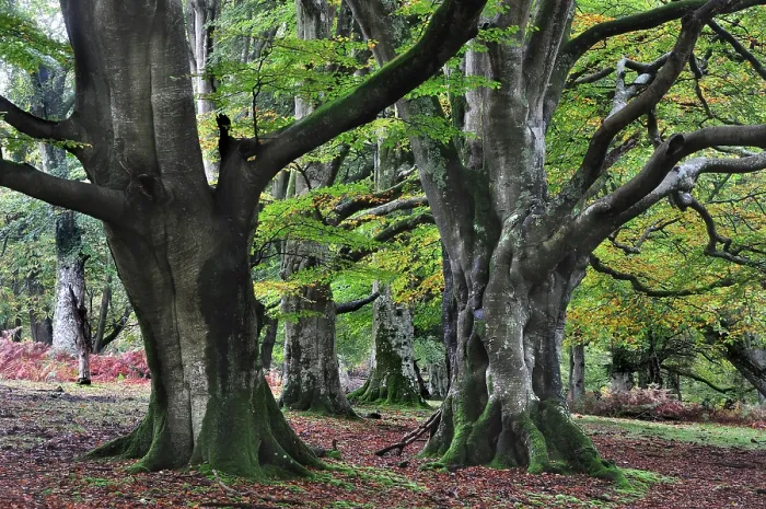 Framed Print : Beech trees (Fagus sylvatica) in woodland, Bolderwood Ornamental Drive, New Forest National Park, Hampshire, November Framed Print : Beech trees (Fagus sylvatica) in woodland, Bolderwood Ornamental Drive, New Forest National Park, Hampshire, November