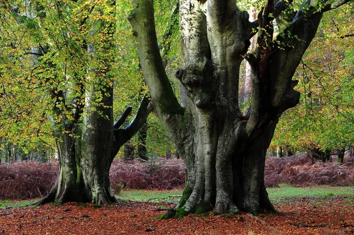 Framed Print : Beech trees (Fagus sylvatica) in woodland, Bolderwood Ornamental Drive, New Forest National Park, Hampshire, November Framed Print : Beech trees (Fagus sylvatica) in woodland, Bolderwood Ornamental Drive, New Forest National Park, Hampshire, November