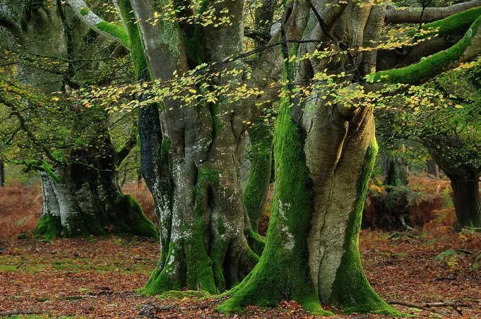 Framed Print : Beech trees (Fagus sylvatica) in woodland, Bolderwood Ornamental Drive, New Forest National Park, Hampshire, November Framed Print : Beech trees (Fagus sylvatica) in woodland, Bolderwood Ornamental Drive, New Forest National Park, Hampshire, November